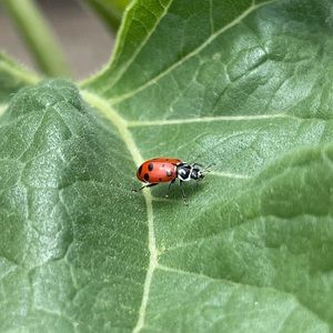 Meet your Posher, Daisy